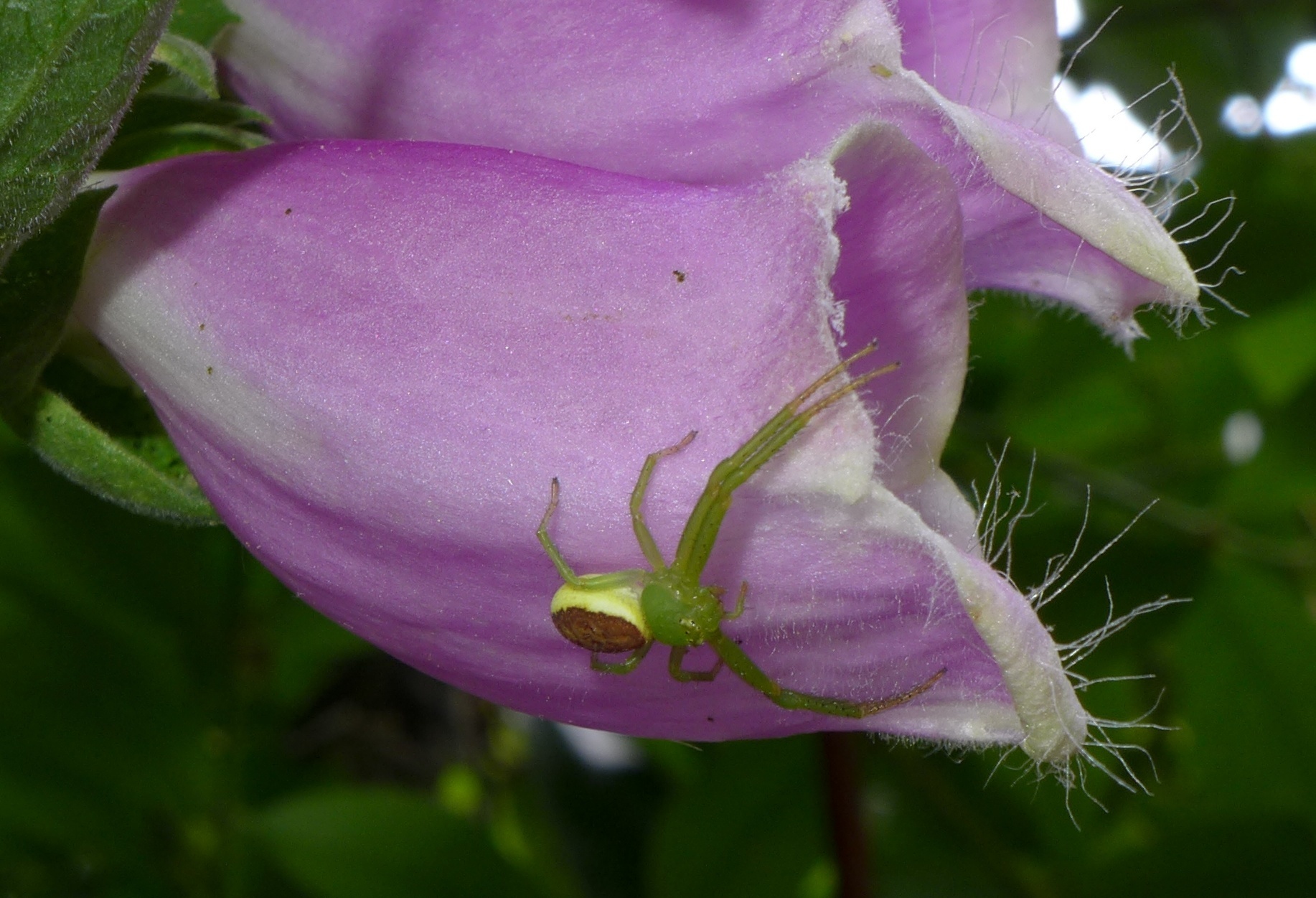 Image of Diaea dorsata (Fabricius 1777)