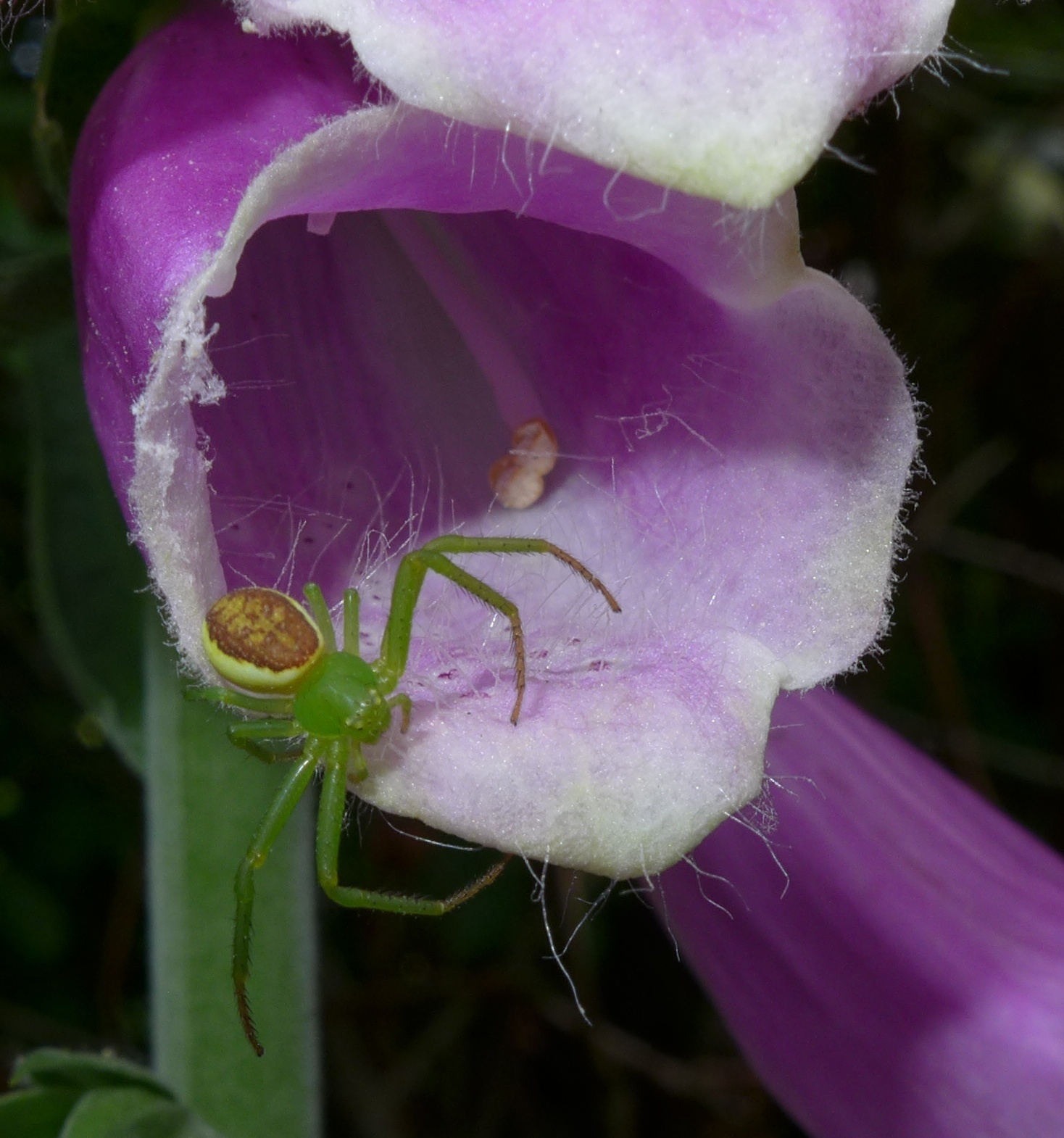 Image of Diaea dorsata (Fabricius 1777)