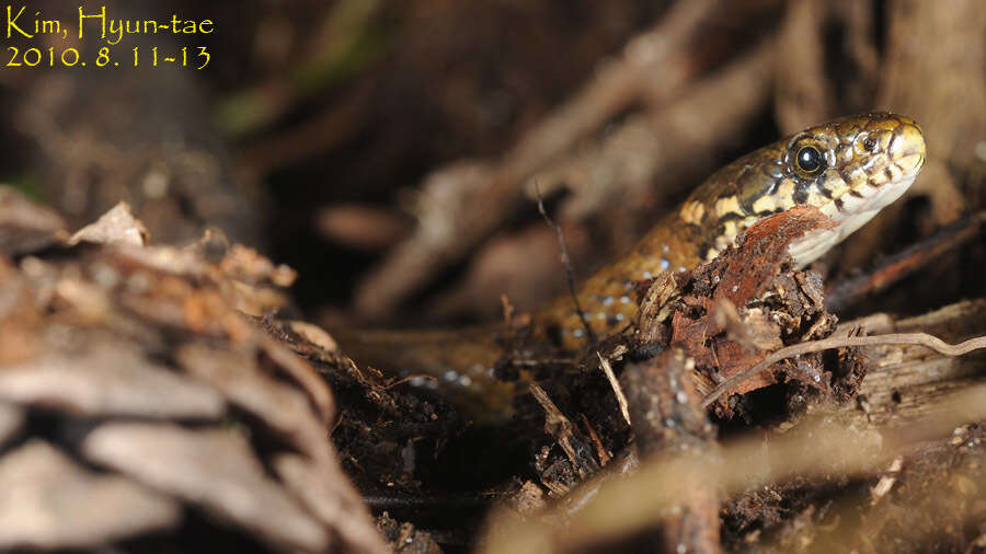 Image of Japanese Keelback