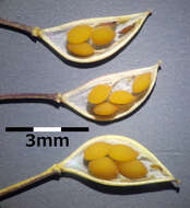 صورة Microthlaspi