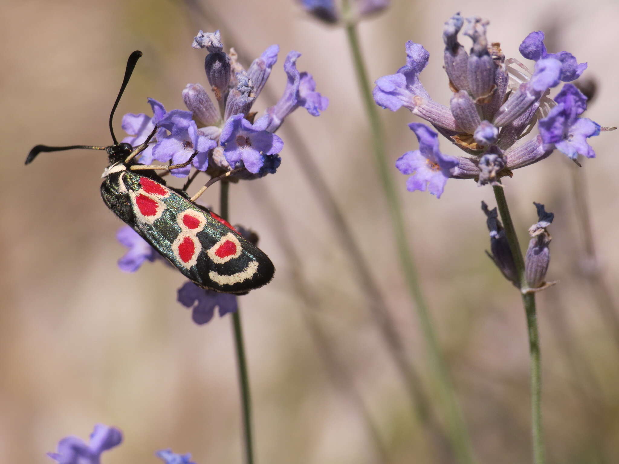 Plancia ëd Zygaena occitanica Villers 1789