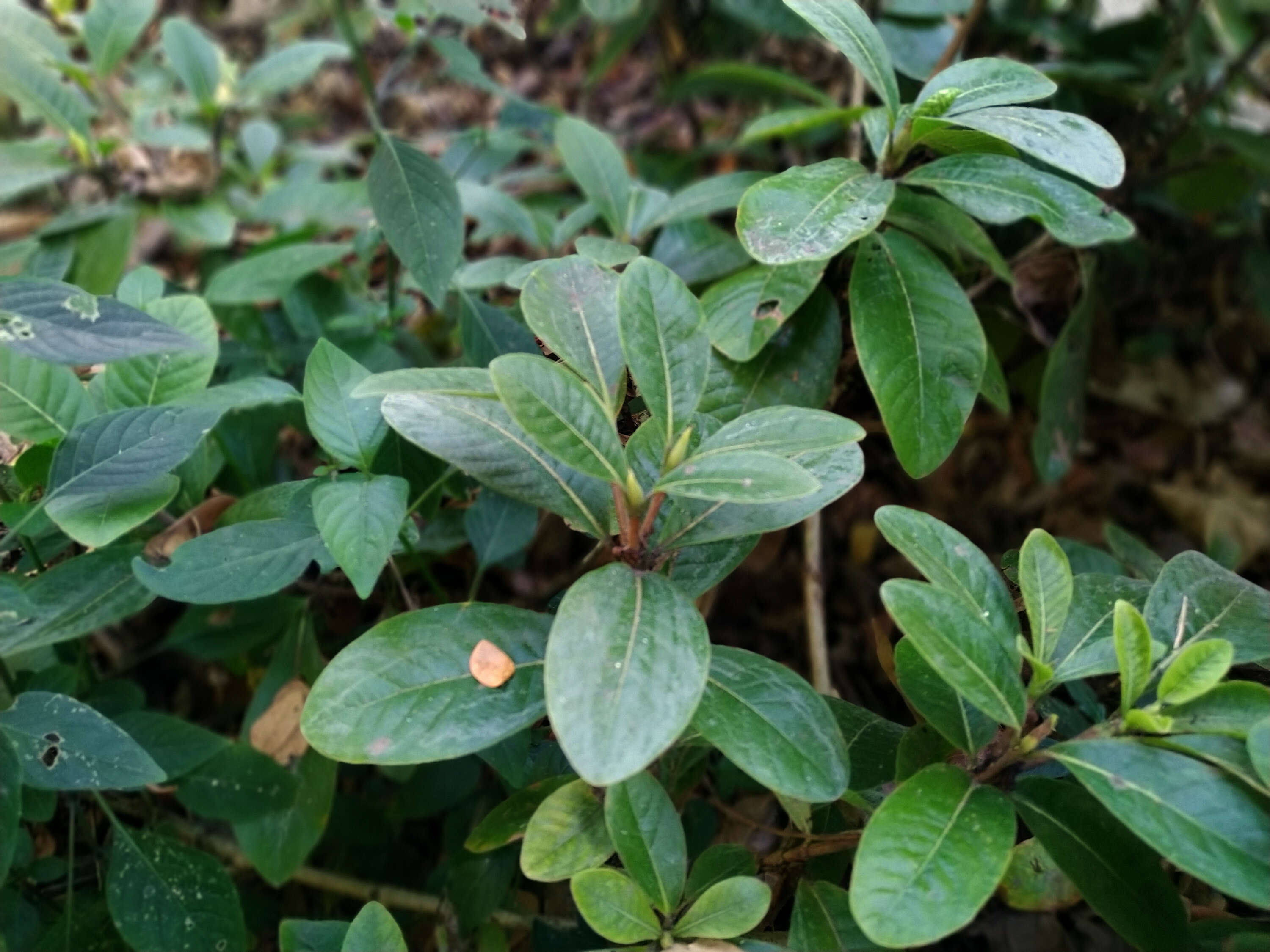 Imagem de Gardenia scabrella Puttock