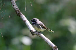 Image of Grey Fantail