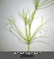 Image of Stonewort