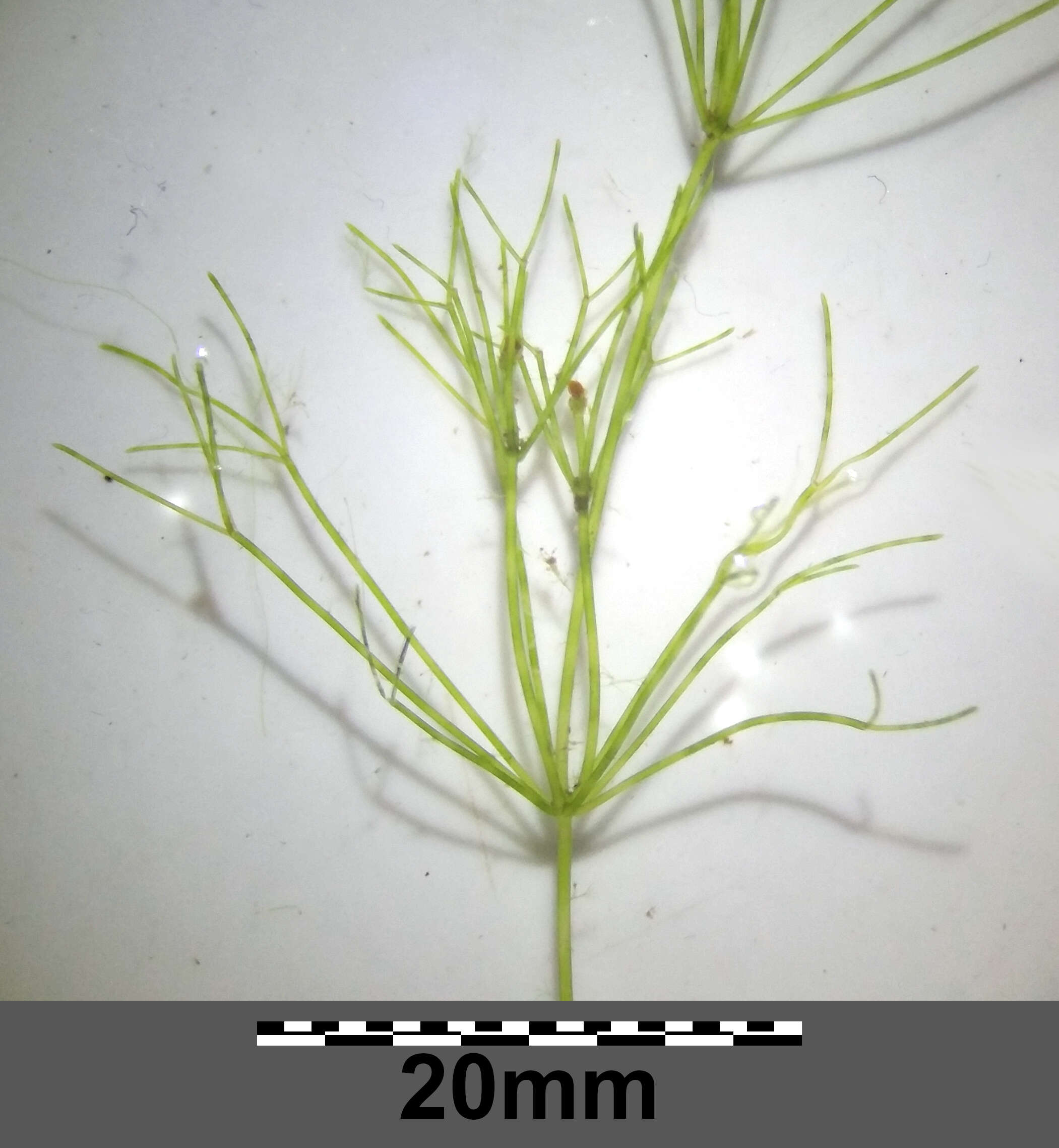 Image of Stonewort