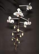 Image of Phalaenopsis celebensis H. R. Sweet