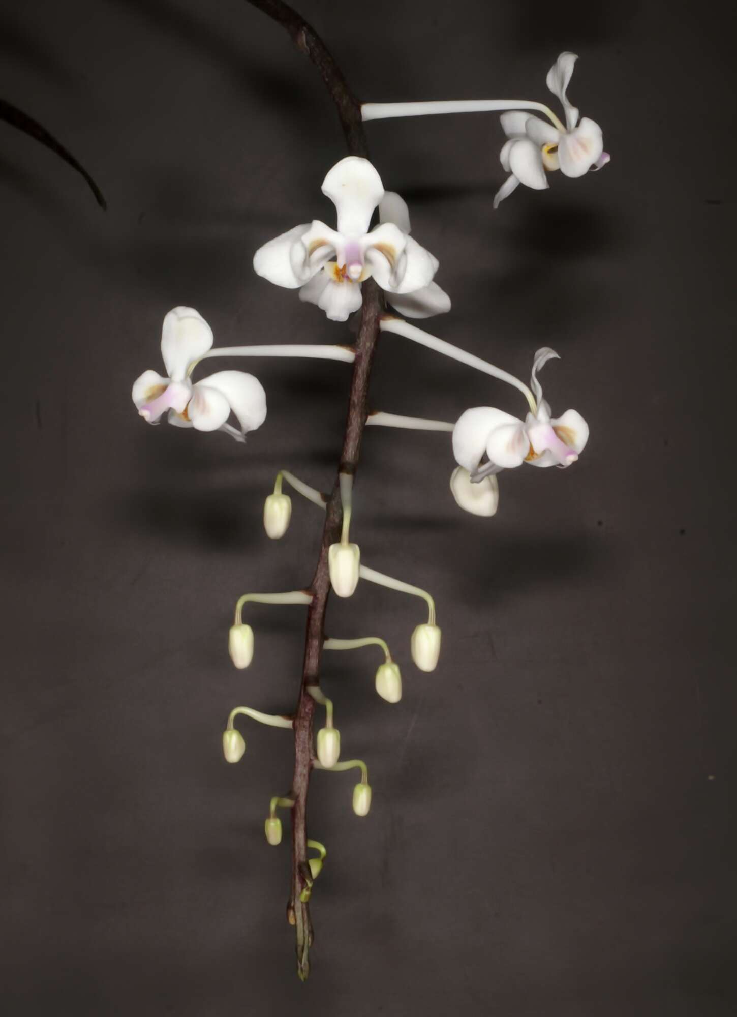 Image of Phalaenopsis celebensis H. R. Sweet