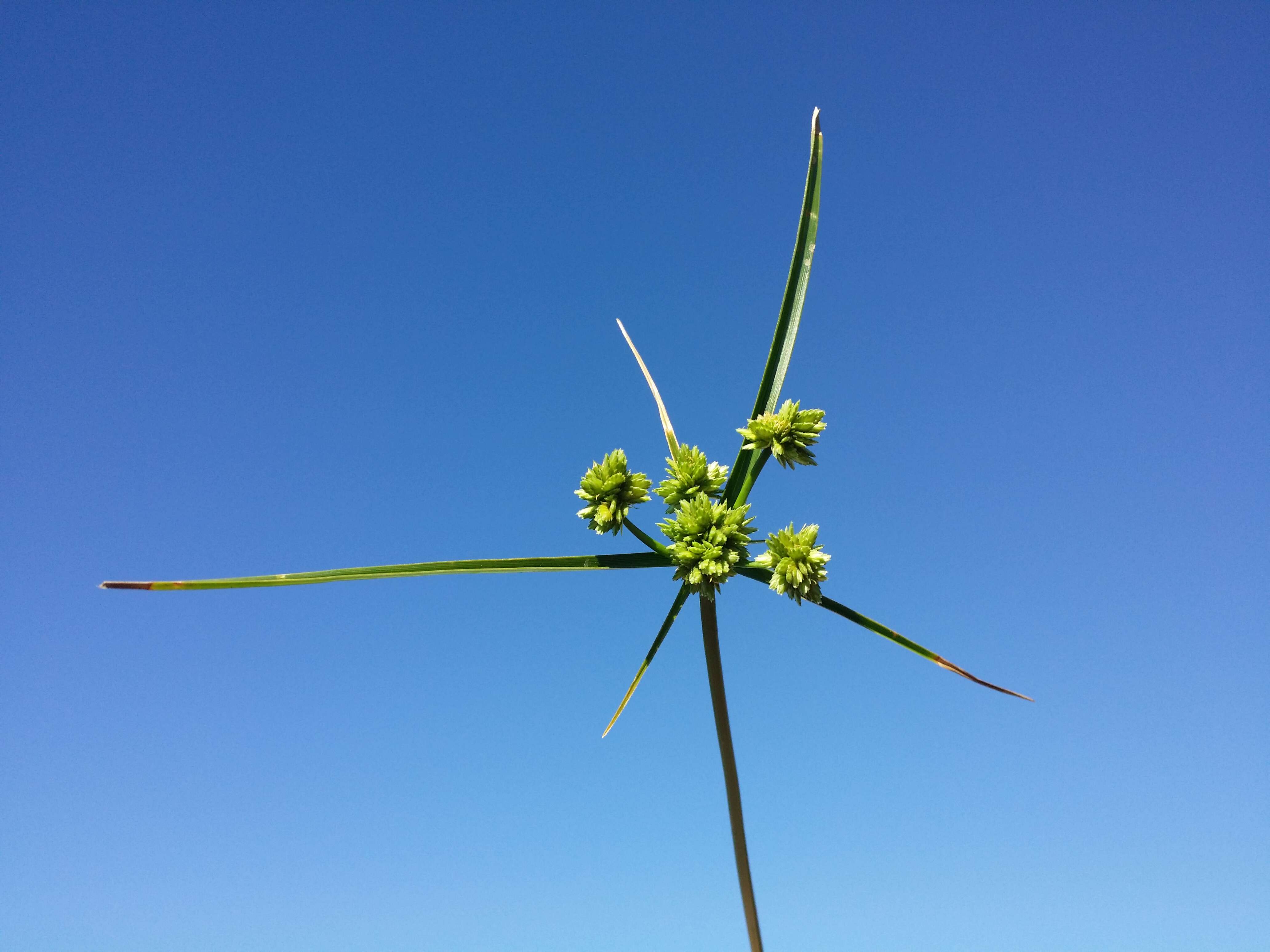 Image of Tall flatsedge