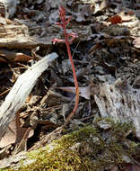 Image of Spring coralroot