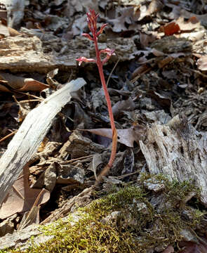 Image of Spring coralroot