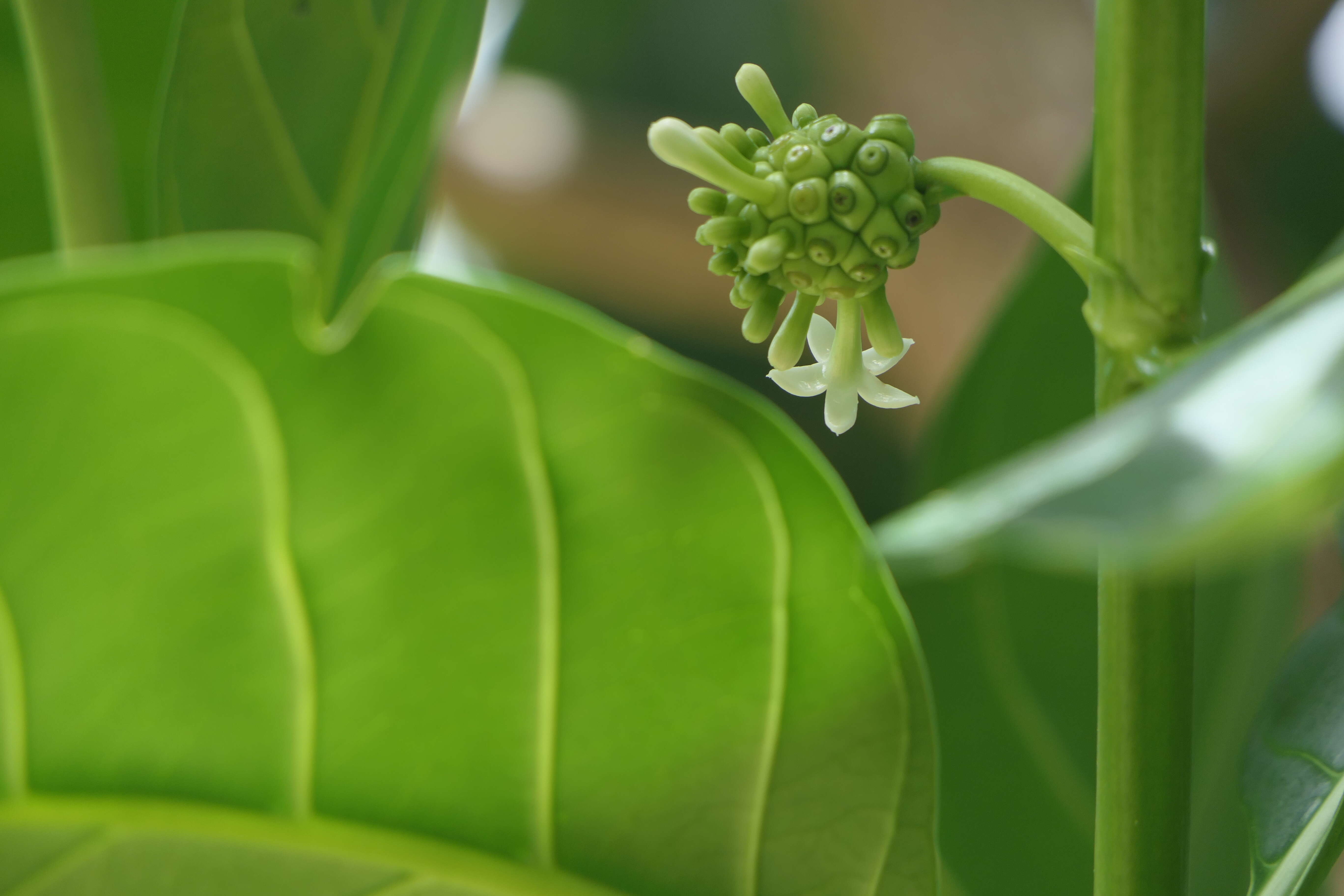 Image of Indian mulberry