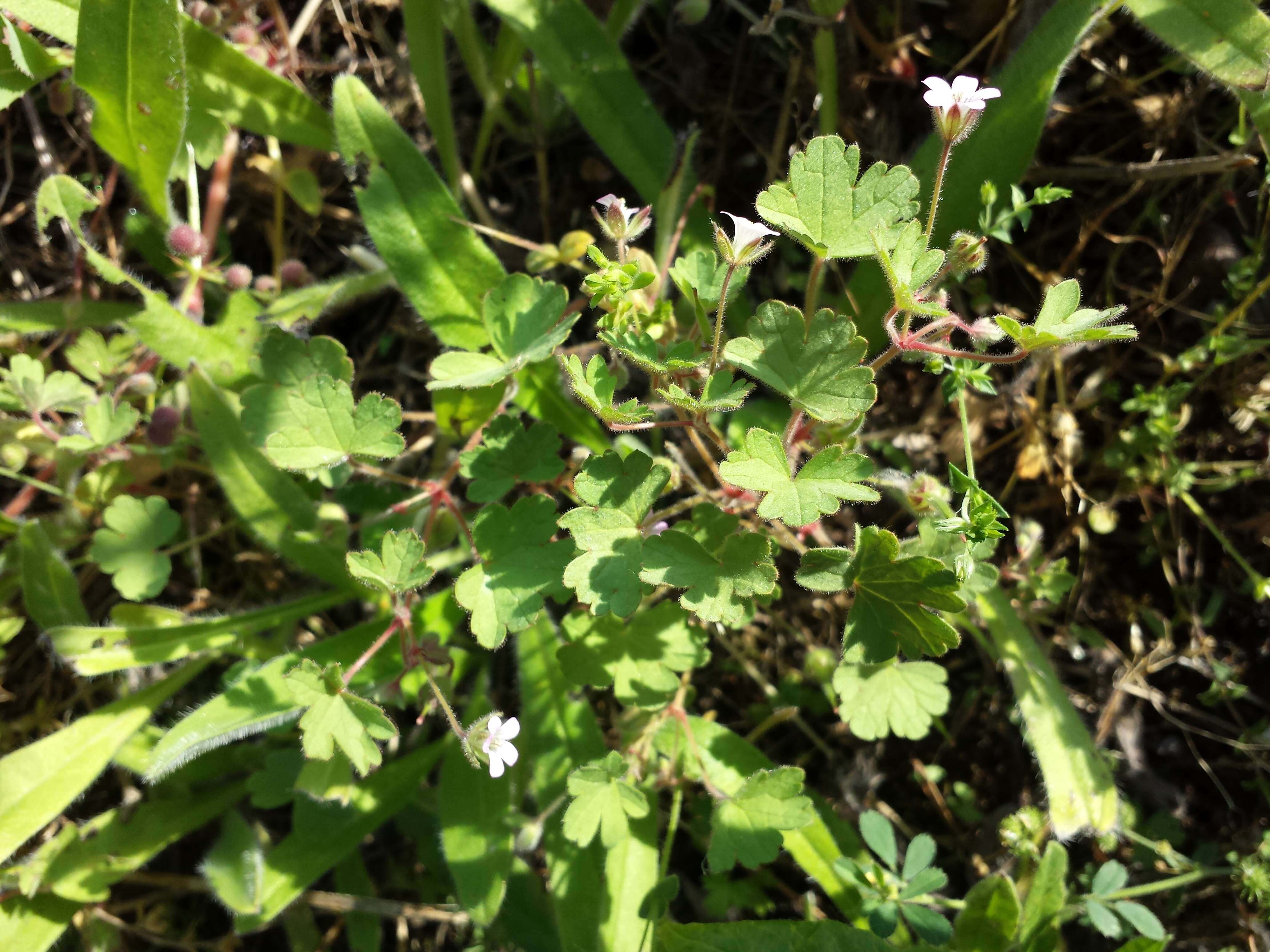 Image of Round-leaved Crane's-bill