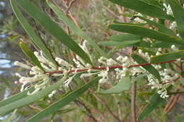 Image de Hakea lasianthoides B. L. Rye