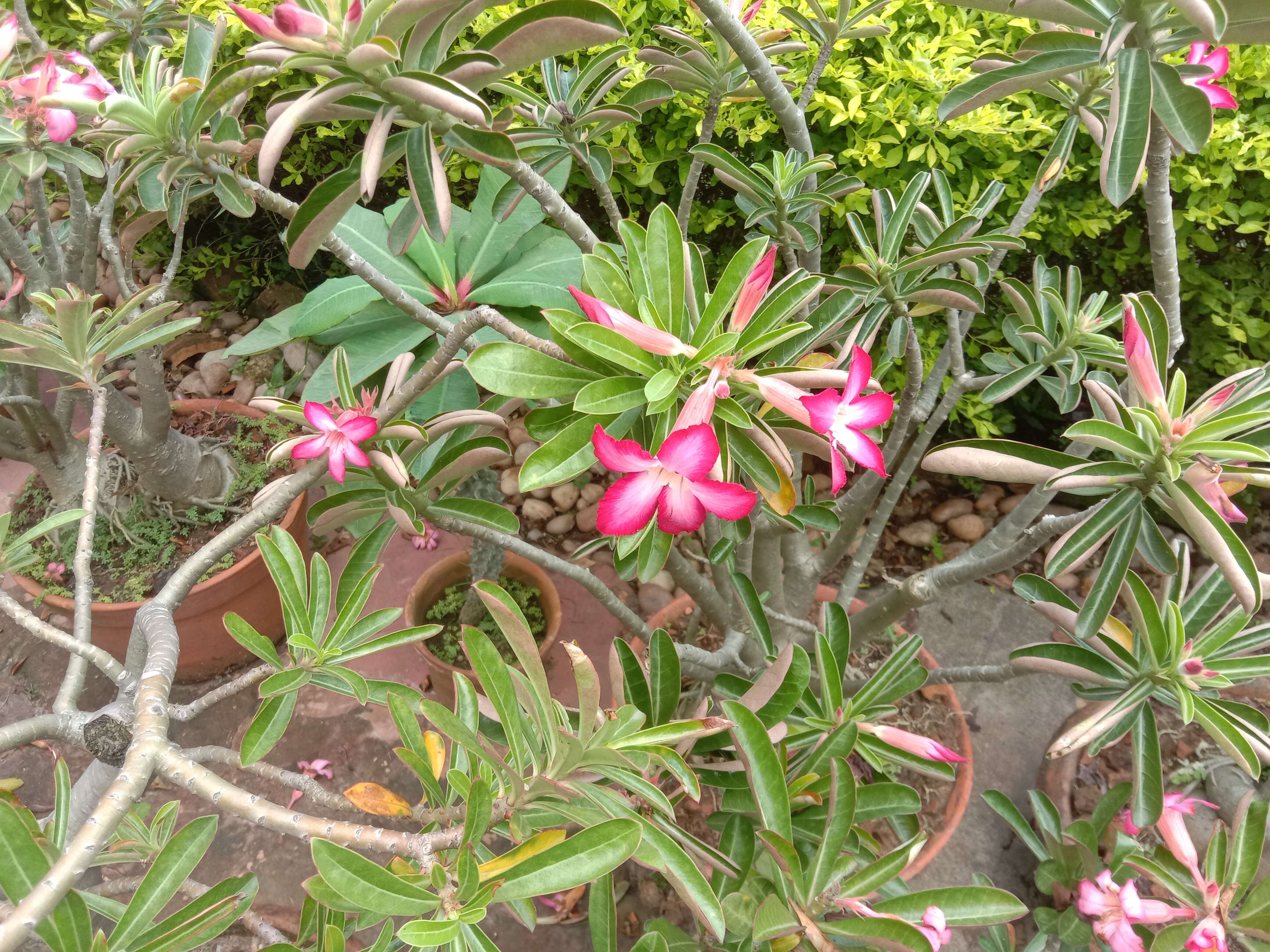 Image of Desert Rose