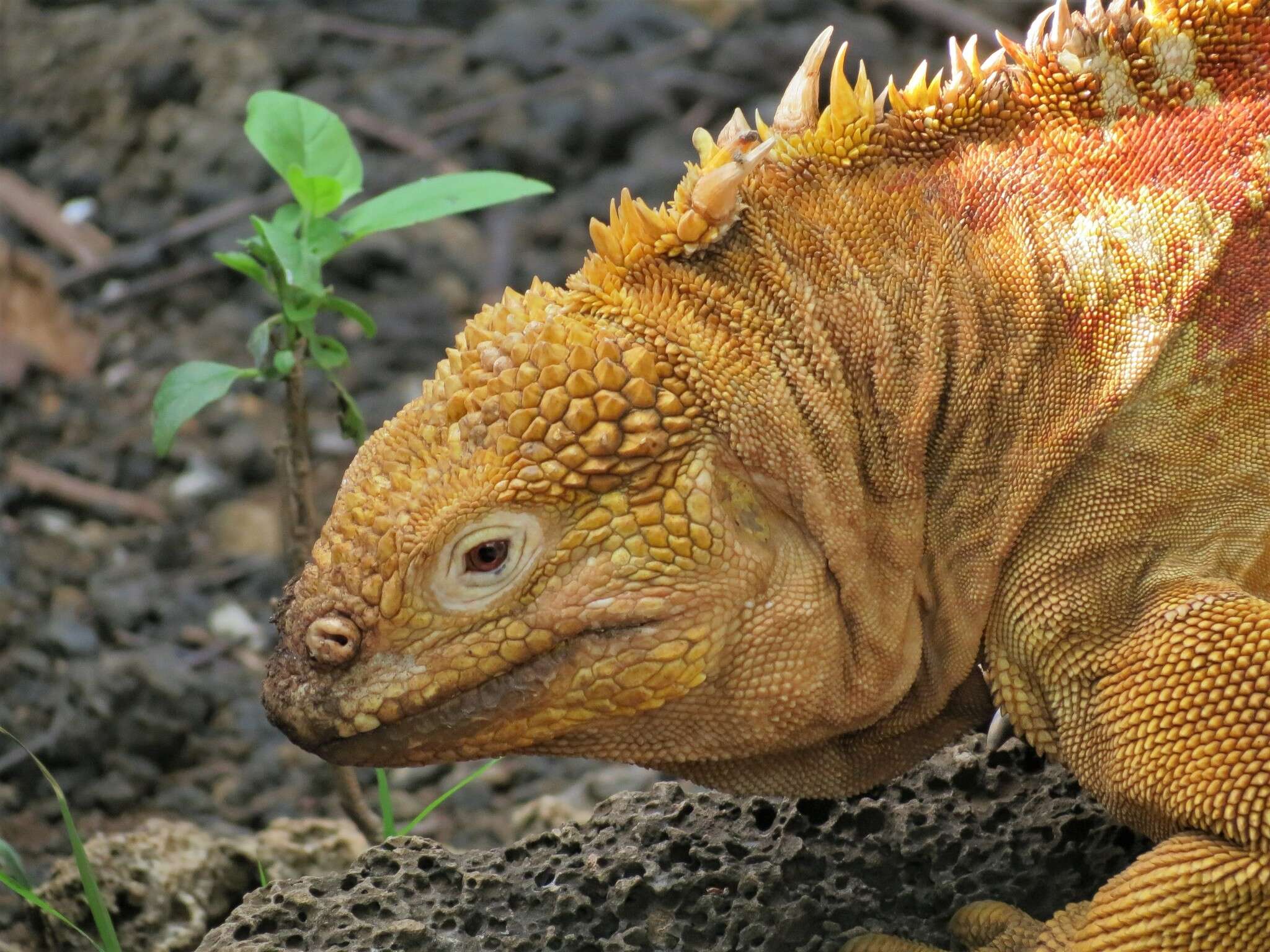 Image of Galapagos Land Iguana