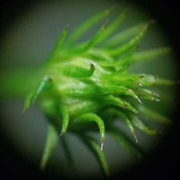 Image of hairy white oldfield aster