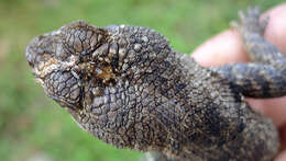 Tropidurus hispidus (Spix 1825) resmi