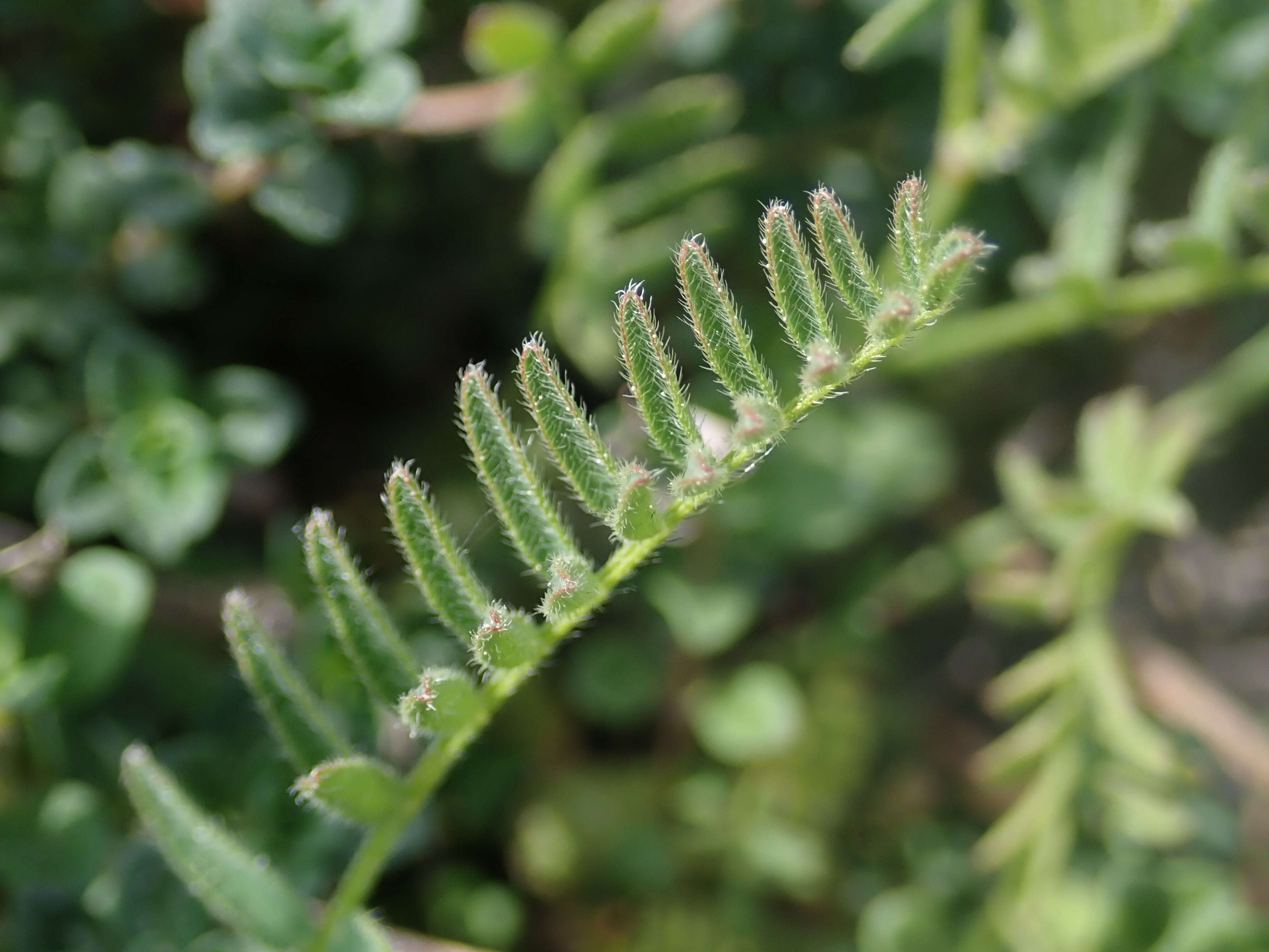 Image of Astragalus danicus Retz.