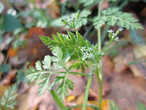 Image of bur chervil