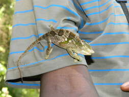 Image of West Usambara Blade-horned Chameleon