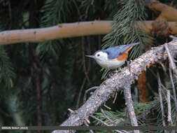 Слика од Sitta leucopsis Gould 1850