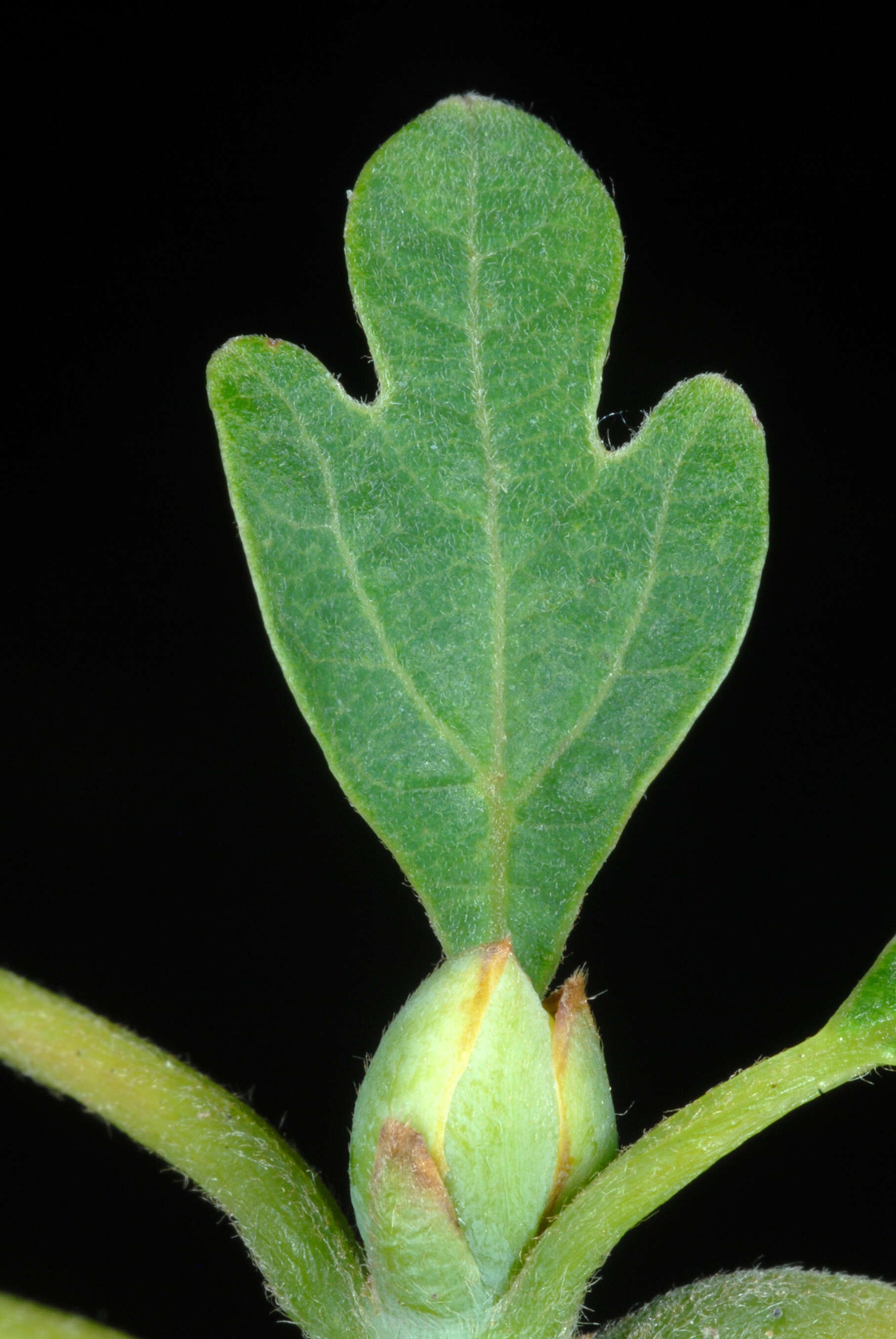 Image of Mitten tree