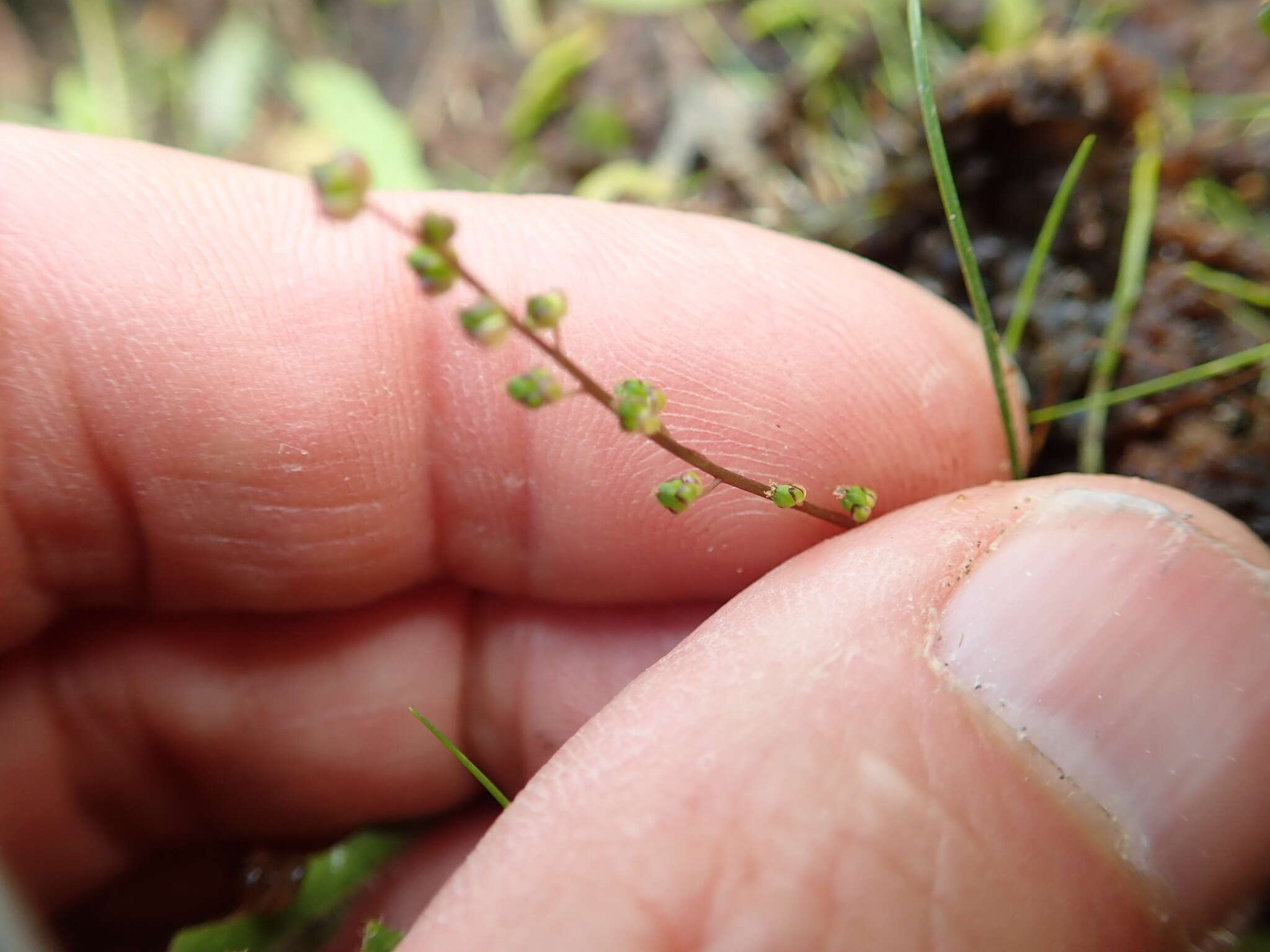 Image of three-rib arrowgrass