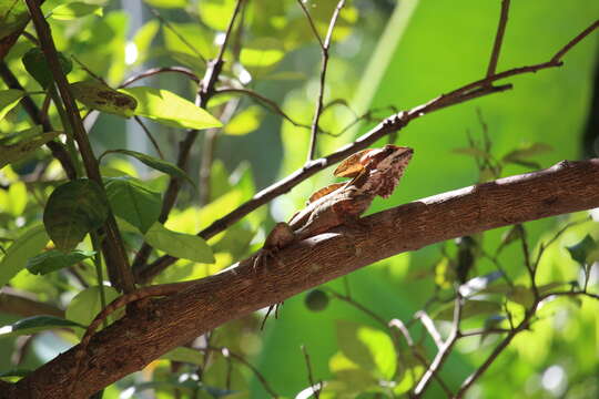 Image of Brown Basilisk