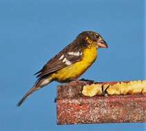 Image of Black-backed Grosbeak