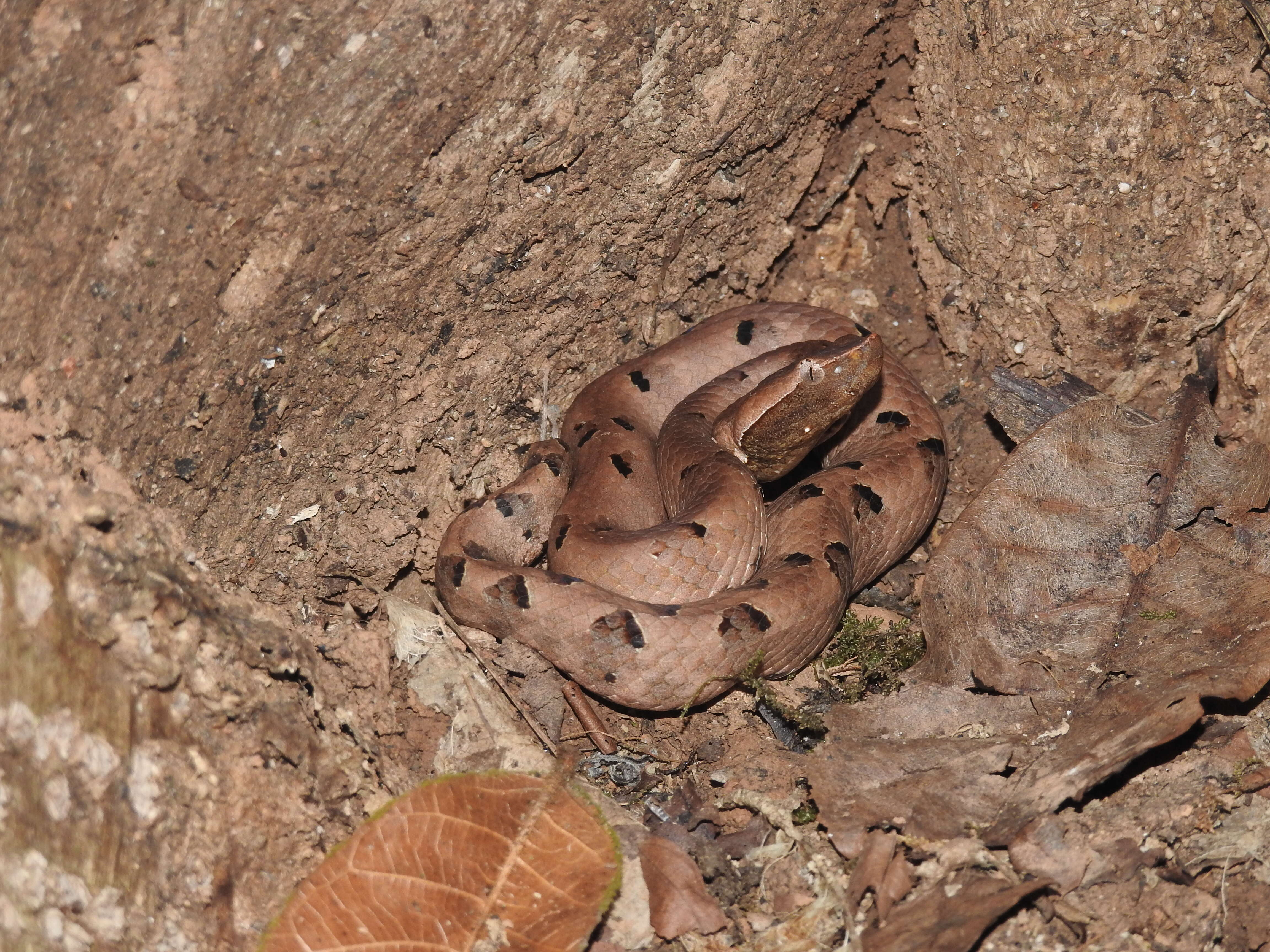 Image of Hump-nosed pit viper