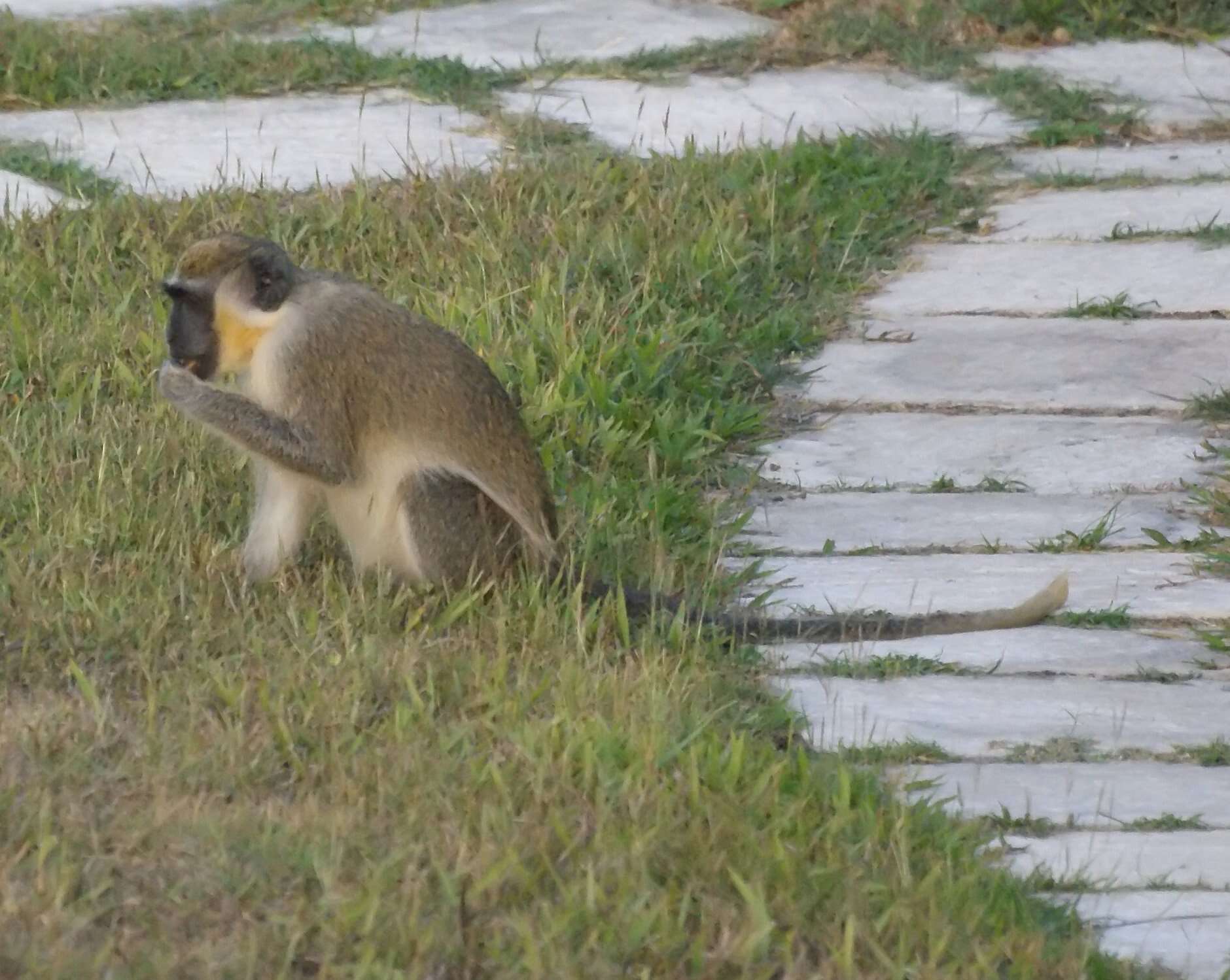 Image of Green Monkey