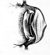 Image of Chaetostoma loborhynchos Tschudi 1846