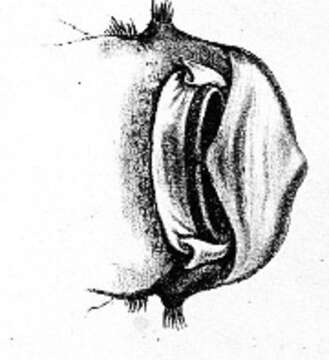 Image of Chaetostoma loborhynchos Tschudi 1846