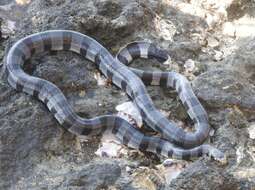 Image of Banded sea krait