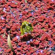 صورة Azolla filiculoides Lam.