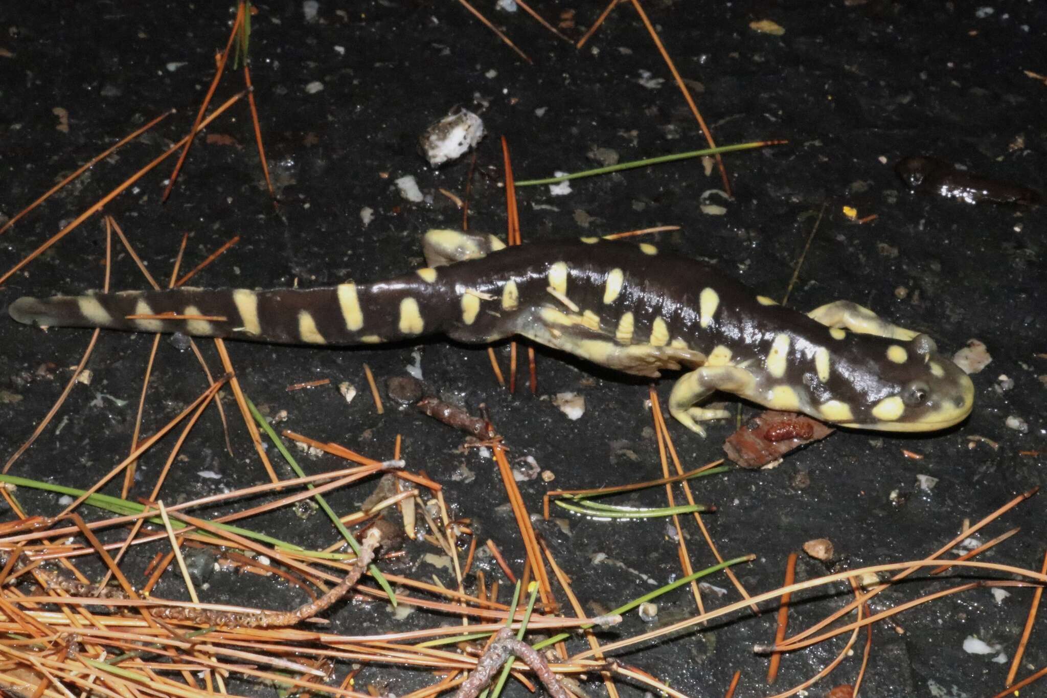 Image of California Tiger Salamander