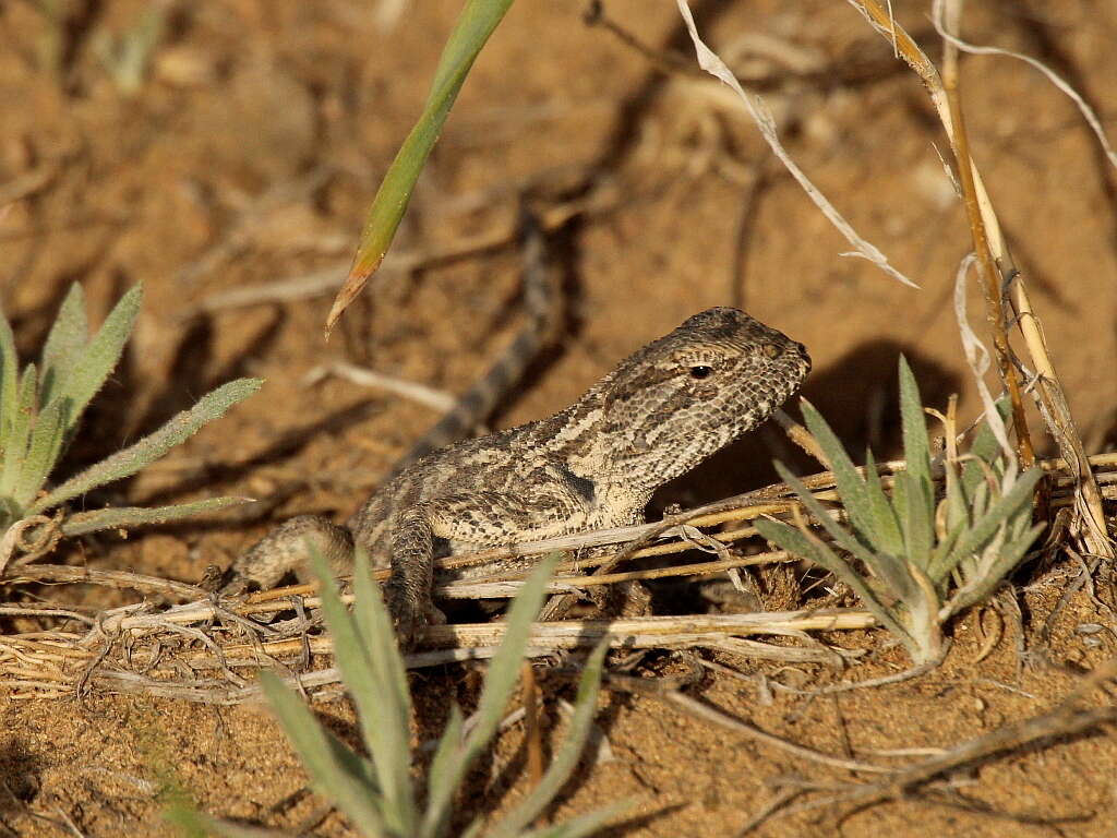 Plancia ëd Trapelus sanguinolentus (Pallas 1814)