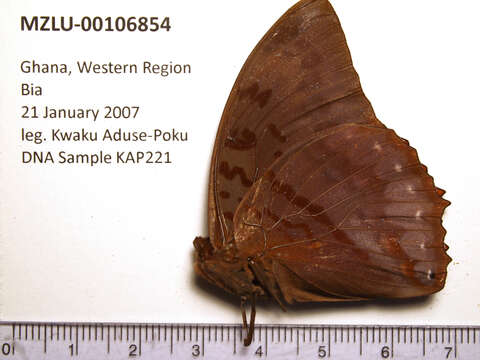 Imagem de Charaxes protoclea Feisthamel 1850