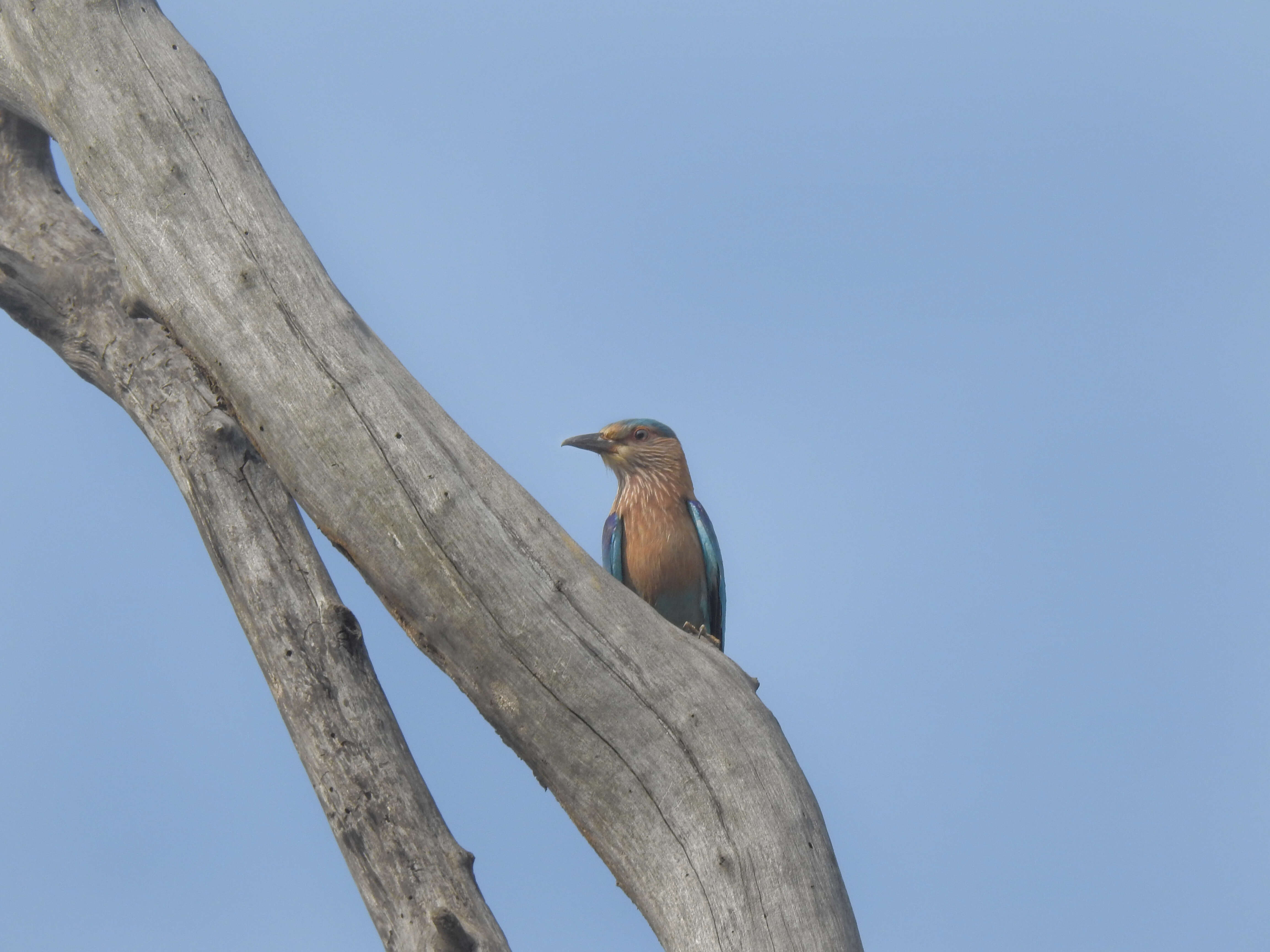 Image of Indian Roller