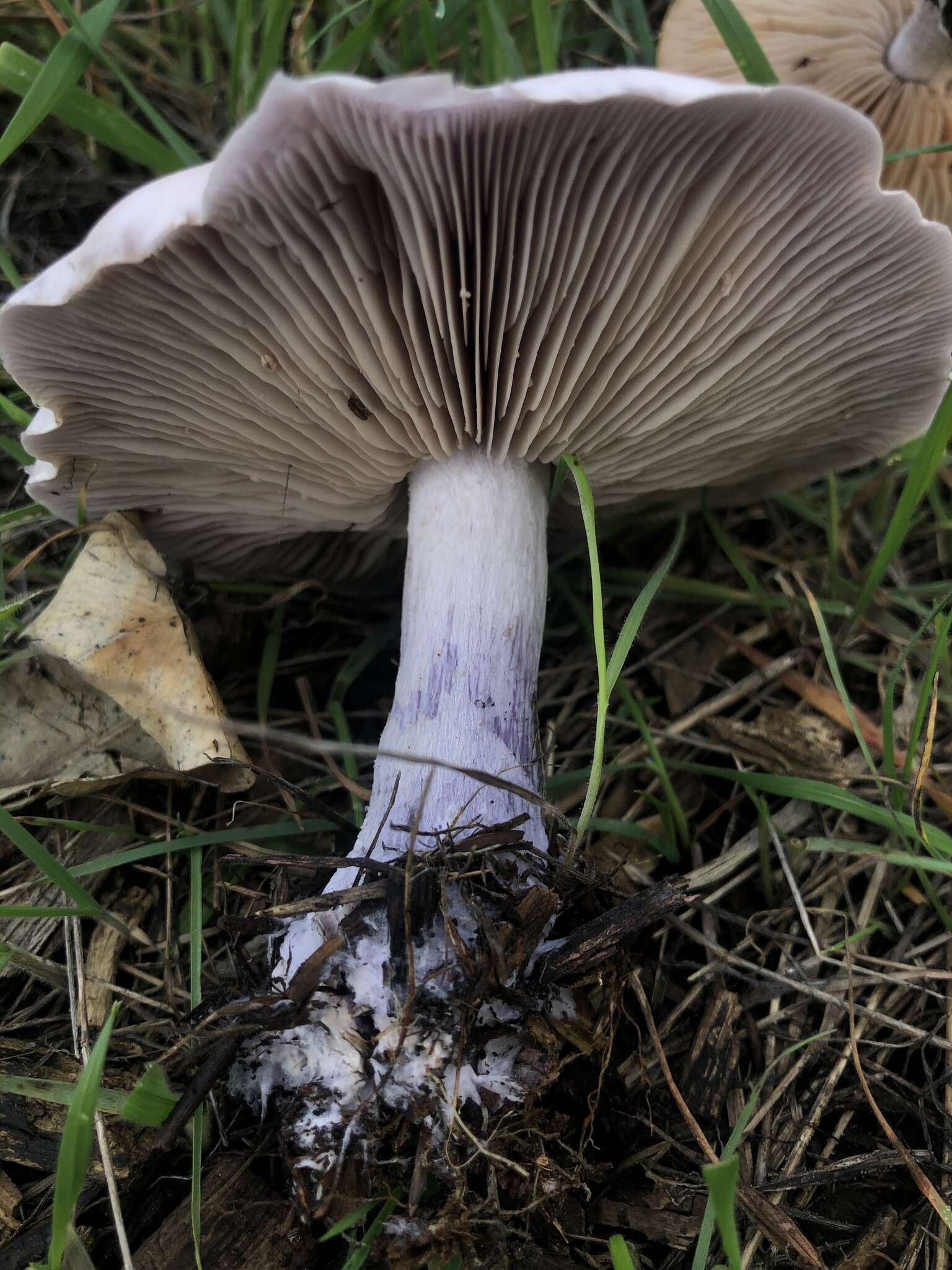 Image de Tricholome Pied bleu