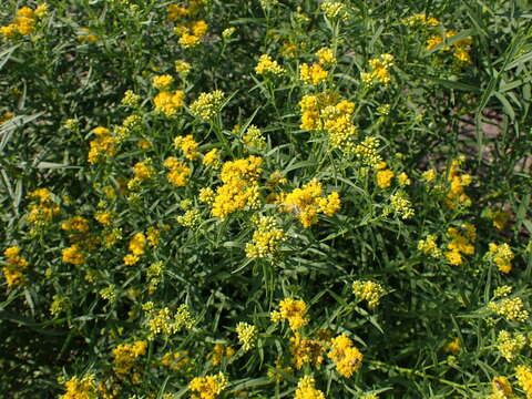 Image of flat-top goldentop