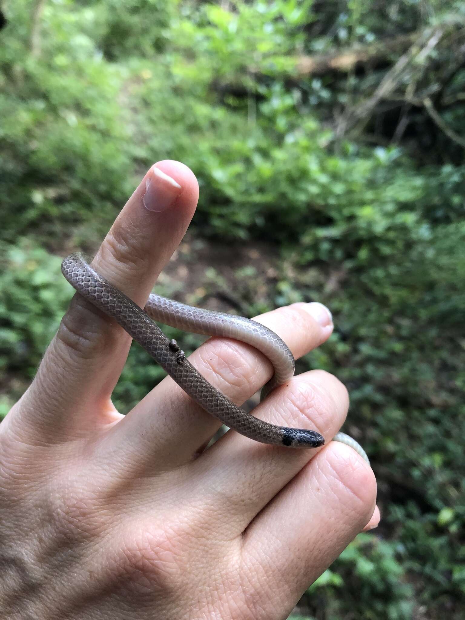 Image of Black-headed Centipede Eater