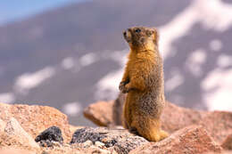 Image of Marmota subgen. Petromarmota Steppan et al. 1999