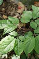 Image of Chinese ginseng