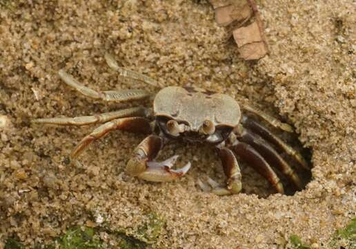 Image of Horned Ghost Crab