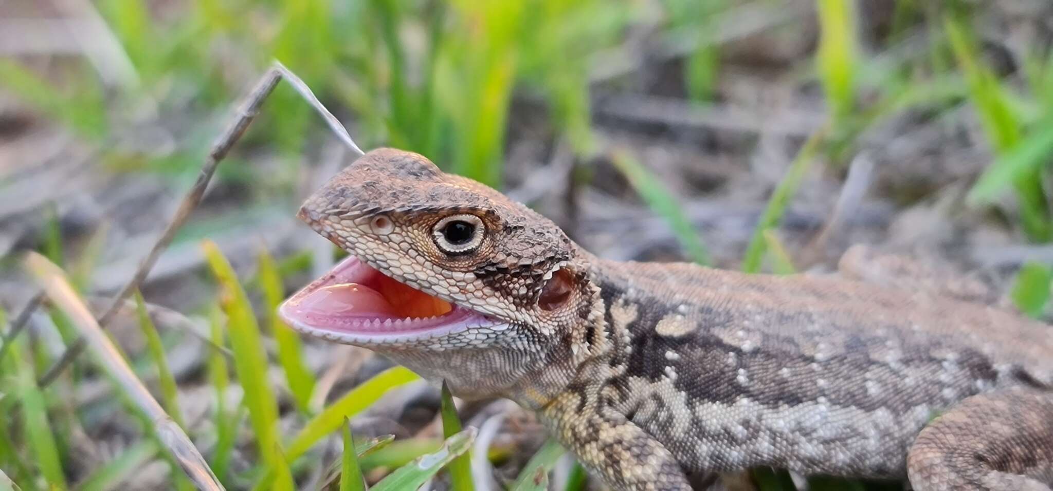 Image of Tawny Crevice-dragon