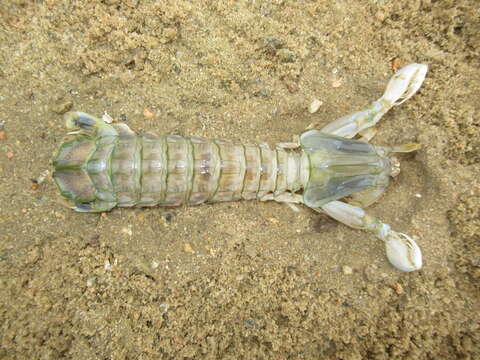 Image of mantis shrimp
