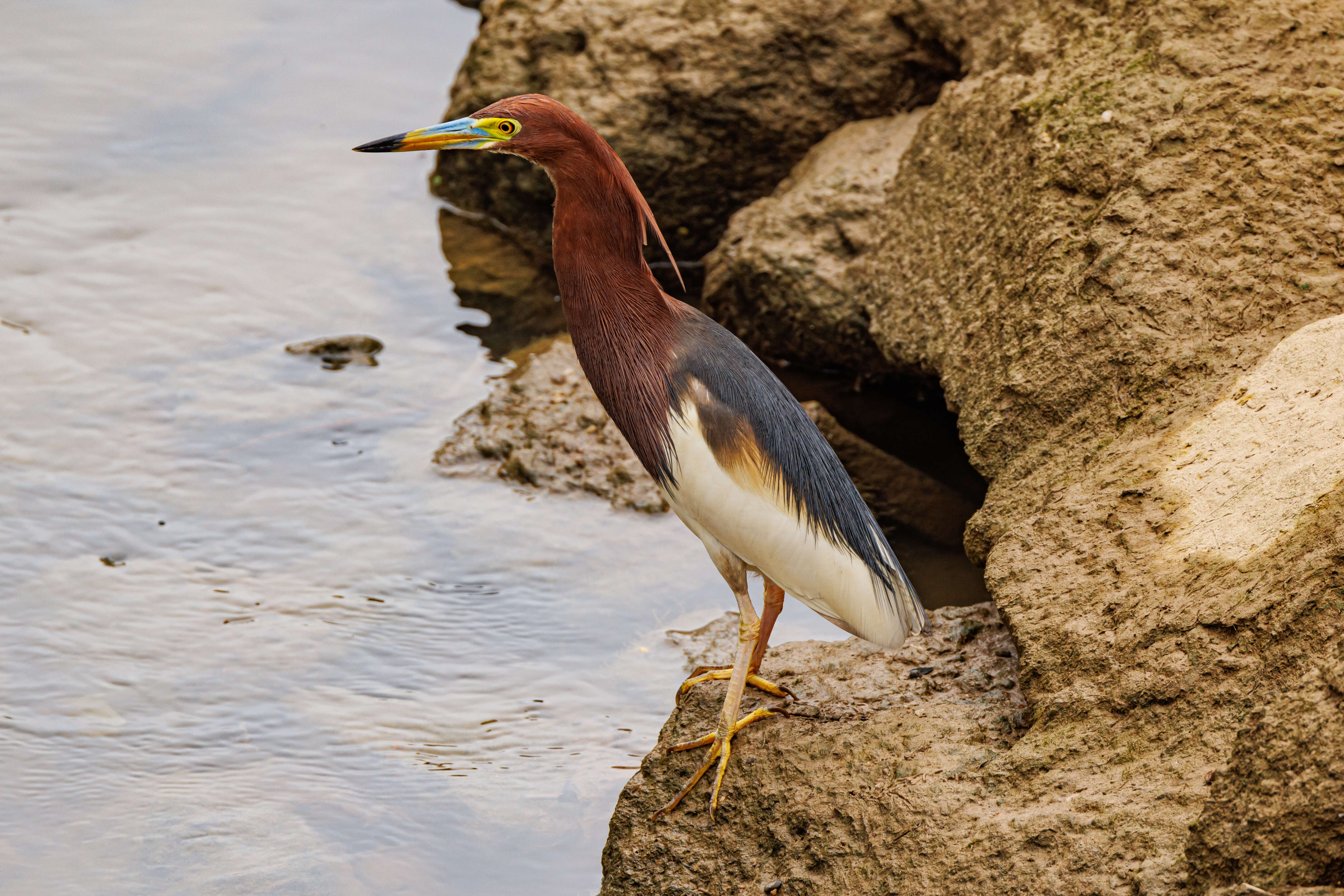 Image of Chinese Pond Heron