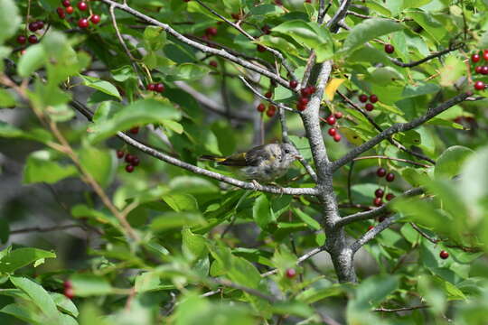 Image of American Redstart