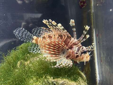 Image of Zebra lionfish